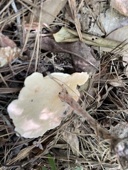 Microporellus dealbatus