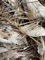 Microporellus dealbatus