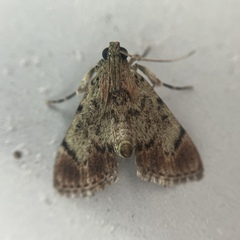 Epipaschia superatalis