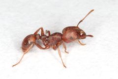 Tetramorium solidum
