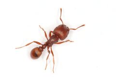 Tetramorium solidum