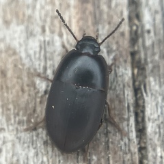 Gondwanocrypticus platensis