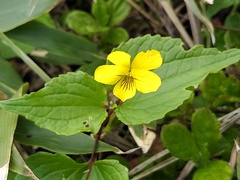 Viola brevistipulata
