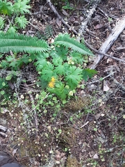 Cacaliopsis nardosmia