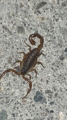 Centruroides infamatus