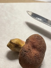 Boletus patrioticus