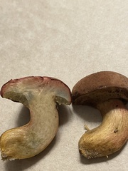 Boletus patrioticus