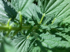 Urtica mexicana