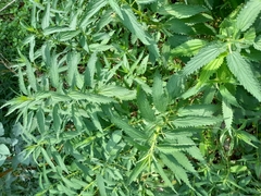 Urtica mexicana