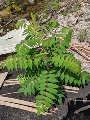 Rhus typhina