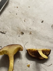 Boletus patrioticus