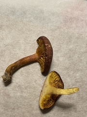Boletus patrioticus
