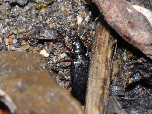 Nebria nivalis