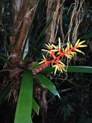 Guzmania scherzeriana