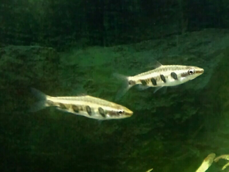 Poisson-crayon d'Espei (Nannostomus espei)