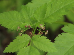 Osmorhiza purpurea