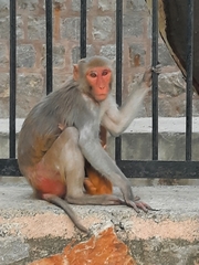 Macaca mulatta