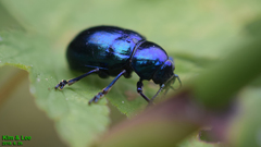 Chrysochus chinensis