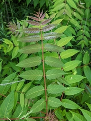 Ailanthus altissima