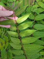 Ailanthus altissima
