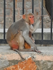 Macaca mulatta