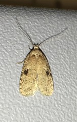 Agonopterix propinquella