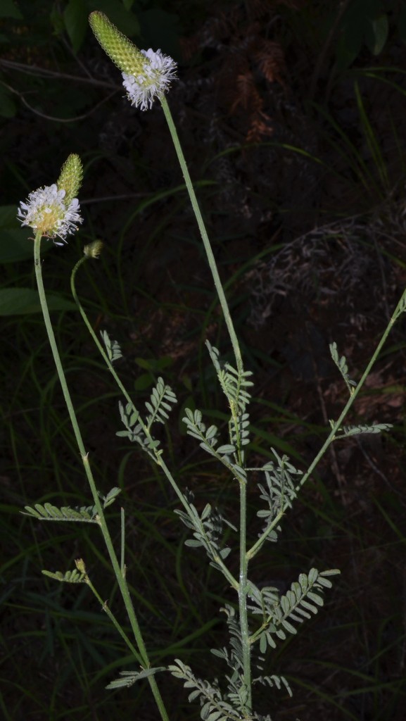 Slimspike Prairie Clover