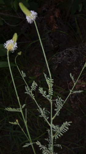 slimspike prairie clover (Dalea phleoides var. microphylla)