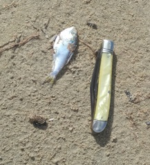 Dorosoma cepedianum