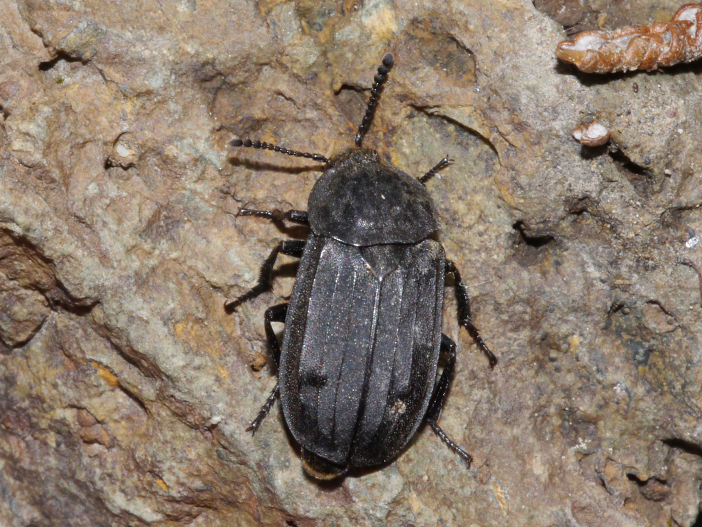 Thanatophilus sagax