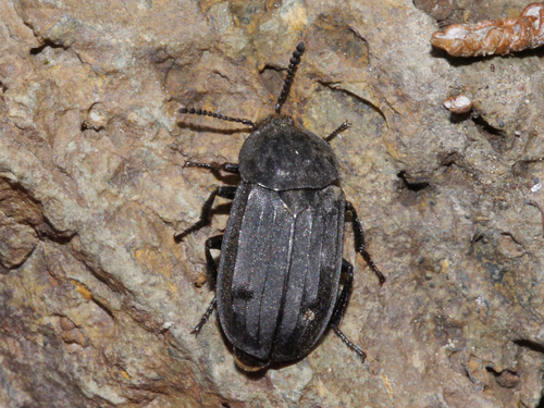 Thanatophilus sagax