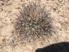 Coryphantha poselgeriana