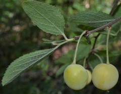 Prunus gracilis