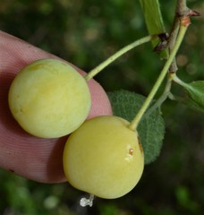 Prunus gracilis