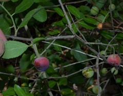 Prunus gracilis