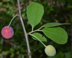 Prunus gracilis