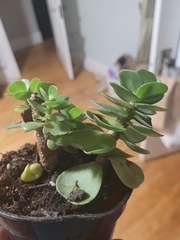 Portulaca molokiniensis
