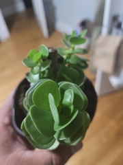 Portulaca molokiniensis
