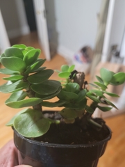 Portulaca molokiniensis