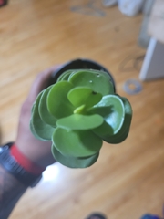 Portulaca molokiniensis