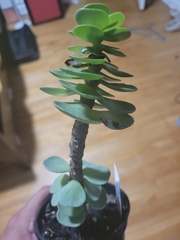 Portulaca molokiniensis