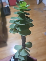 Portulaca molokiniensis