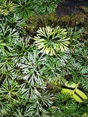 Elaphoglossum peltatum