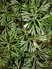 Elaphoglossum peltatum