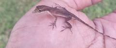 Anolis rodriguezii