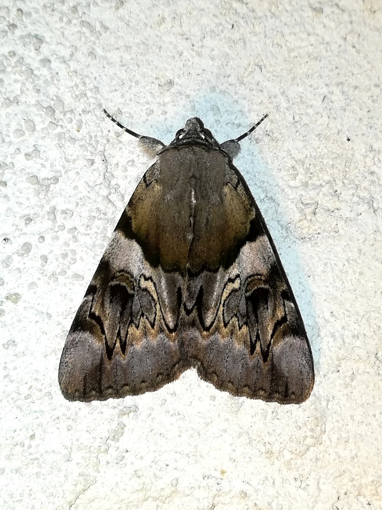 Yellow Bands Underwing