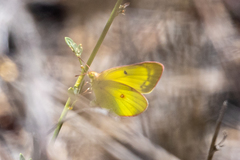Colias harfordii