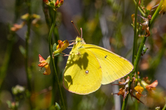 Colias harfordii