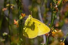 Colias harfordii