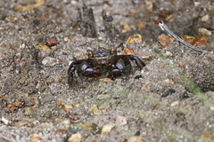 Neosarmatium fourmanoiri